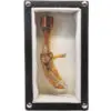Chicken Foot Wunderkammer
